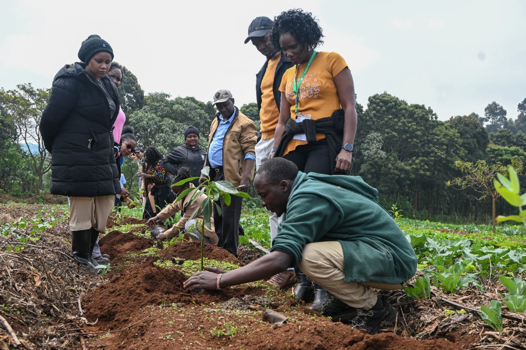 Participants planting a sapling together during the Forest Foods farm showcase